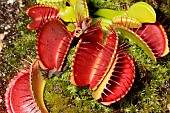 Venus flytrap (Dionaea muscipula)