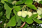 Maidenhair tree(Ginkgo biloba) fruits females, ovules, Jardin des Plantes , Paris, France