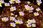 Bladderwort (Utricularia bisquamata) flowers