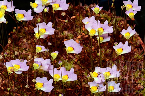 Bladderwort_Utricularia_bisquamata_flowers