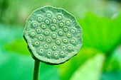 Sacred lotus (Nelumbo nucifera) capsule, Jardin des Plantes, Paris, France