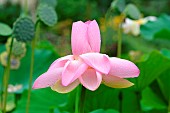 Sacred lotus (Nelumbo nucifera) flower, Jardin des Plantes, Paris, France