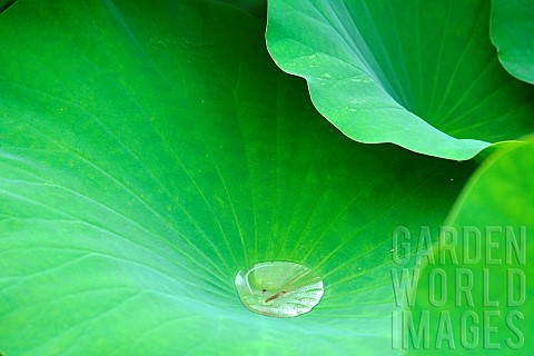Sacred_lotus_Nelumbo_nucifera_water_drop_on_leaf_Jardin_des_Plantes_Paris_France