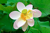 Sacred lotus (Nelumbo nucifera) flower, Jardin des Plantes, Paris, France