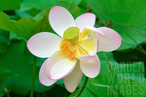 Sacred_lotus_Nelumbo_nucifera_flower_Jardin_des_Plantes_Paris_France