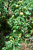 European crab apple (Malus sylvestris) fruits, Ardèche, France