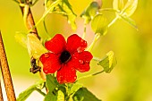 Black-Eyed Susan Vine (Thunbergia alata) ?Arizona Brownie