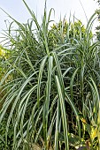Variegated giant reed (Arundo donax) Variegata