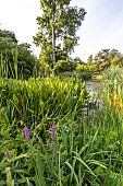 Broadleaf cattail (Typha latifolia), Arrowhead (Sagittaria sagittifolia), Purple loosestrife (Lythrum salicaria) Rosy Gem and Bald cypress (Taxodium distichum), Aquatic Garden, Ecole du Breuil, Paris, France