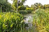Broadleaf cattail (Typha latifolia), Arrowhead (Sagittaria sagittifolia), Yellow floatingheart (Nymphoides peltata) and Bald cypress (Taxodium distichum), Aquatic Garden, Ecole du Breuil, Paris, France