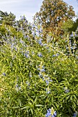 Blue Spike Sage (Salvia uliginosa) in bloom