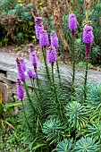 Dense Blazing Star (Liatris spicata) in flower in a garden, summer, Pas de Calais, France