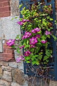 Clematis in bloom on a façade in summer, Ille et Vilaine, France