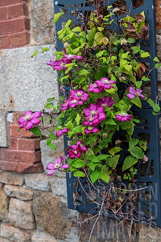 Clematis_in_bloom_on_a_faade_in_summer_Ille_et_Vilaine_France