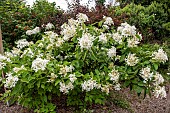 Panicled hydrangea (Hydrangea paniculata) in bloom in a garden, France, Finistère, summer