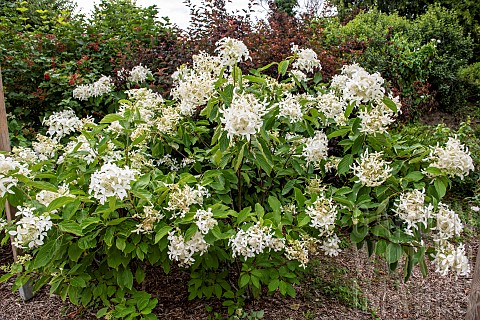 Panicled_hydrangea_Hydrangea_paniculata_in_bloom_in_a_garden_France_Finistre_summer