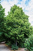 Largeleaf linden (Tilia platyphyllos) in bloom in summer, Ille et Vilaine, France