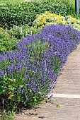 Lavandine (Lavandula hybrida) border in a garden in summer, Pas de Calais, France