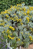 Lavender cotton (Santolina chamaecyparissus) in bloom in summer, Pas-de-Calais, France