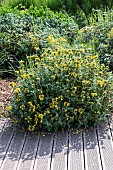 Jerusalem Sage (Phlomis fruticosa) in bloom in summer, Pas de Calais, France