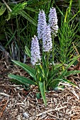 Common spotted Orchid (Dactylorhiza fuchsii) flowers in summer, Pas de Calais, France