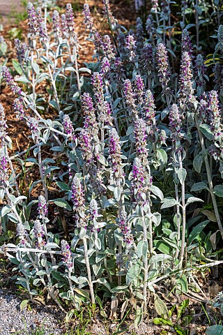 Woolly_hedgenettle_Stachys_byzantina_in_bloom_in_summer_Pas_de_Calais_France