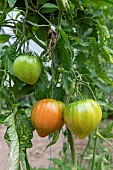 Beef heart tomatoes in a garden in summer, Pas de Calais, Franc