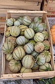 Harvested melons in a crate in summer, Pas de Calais, France