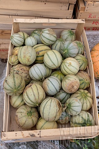Harvested_melons_in_a_crate_in_summer_Pas_de_Calais_France