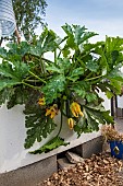 Courgette growing in a tray in summer, Pas de Calais, France