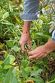 Harvesting green beans in a vegetable garden in summer, Pas de Calais, France