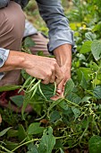 Harvesting green beans in a vegetable garden in summer, Pas de Calais, France