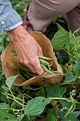 Harvesting green beans in a vegetable garden in summer, Pas de Calais, France