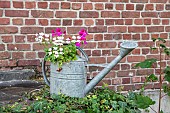 Ivy cranesbill in an old zinc watering can in summer, Pas de Calais, France