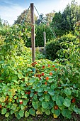 Raspberry tree in a garden climbing a pole in summer, Pas de Calais, France