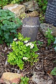 Chamomile in flower in a garden, summer, Pas de Calais, France