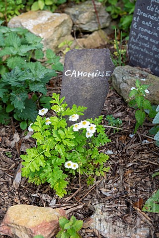 Chamomile_in_flower_in_a_garden_summer_Pas_de_Calais_France
