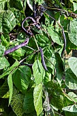 Blauhilde mangetout bean in summer, Pas de Calais, France