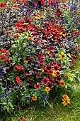 Mixed border in a garden in summer, Nord, France