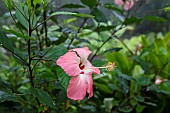 Hibiscus (Hibiscus storckii) considered extinct in the wild since 1963, Conservatoire botanique national de Brest, Bretagne, France