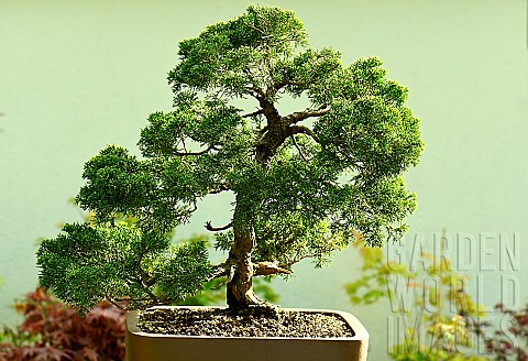 Chinese_juniper_Juniperus_chinensis_bonsai