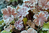 Heuchera (Heuchera sp) frosted on a spring morning, France