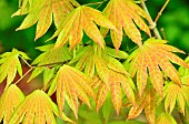 Japanese maple (Acer palmatum) Autumn Moon, foliage