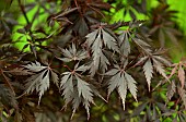 Japanese maple (Acer palmatum) Black Lace, foliage