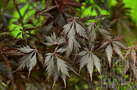 Japanese_maple_Acer_palmatum_Black_Lace_foliage