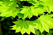 Full Moon Maple (Acer shirasawanum) Aureum, foliage