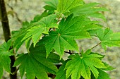 Japanese maple uk (Acer japonicum) Vitifolium, foliage