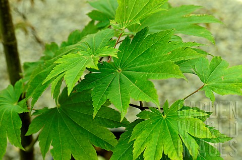 Japanese_maple_uk_Acer_japonicum_Vitifolium_foliage