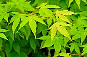 Japanese maple (Acer palmatum) Ozakazuki, foliage