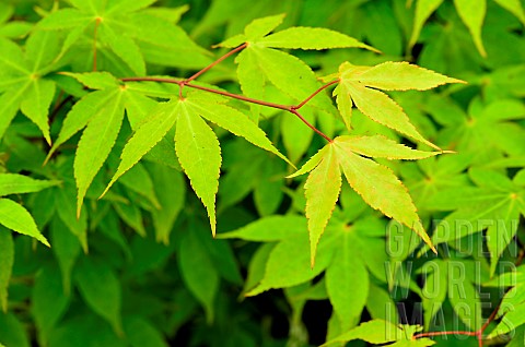 Japanese_maple_Acer_palmatum_Ozakazuki_foliage